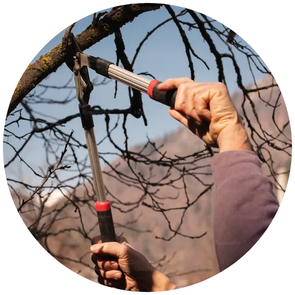 elagage_rond - ETS ROUSSEL - Léo ROUSSEL - ESPACES VERTS 63