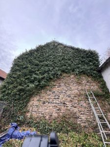 Arrachage de lierre sur façade