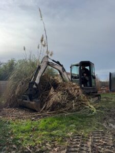 Arrachage herbe de la Pampa à la mini-pelle | ETS Roussel